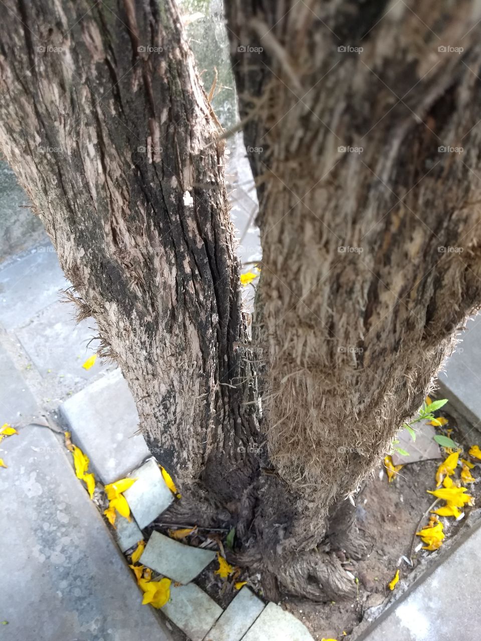 tronco de árvore