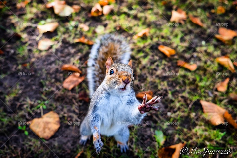 A squirrel in London 