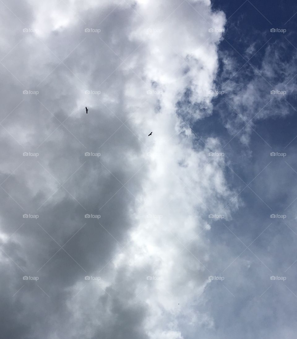 Ospreys in the clouds