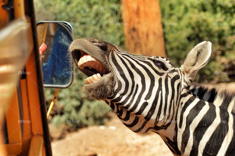 Zebra wants his treat
