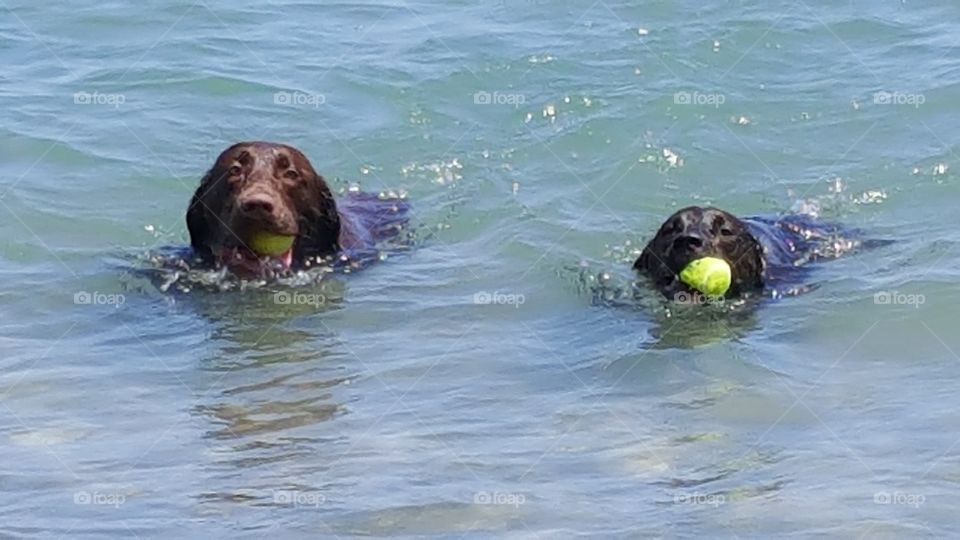 chocolate lab and hound dog fetching there balls from the lake swimming back to shore