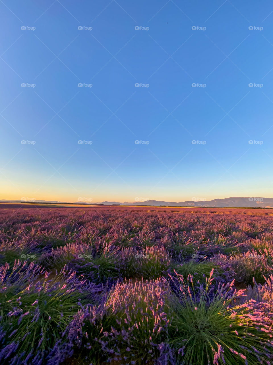 Sunset lavander