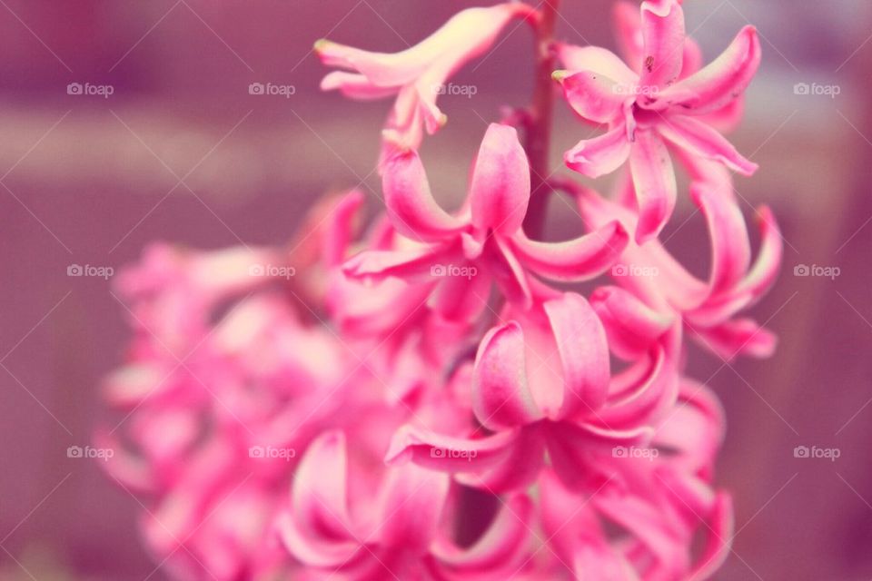 Macro Hyacinth. 