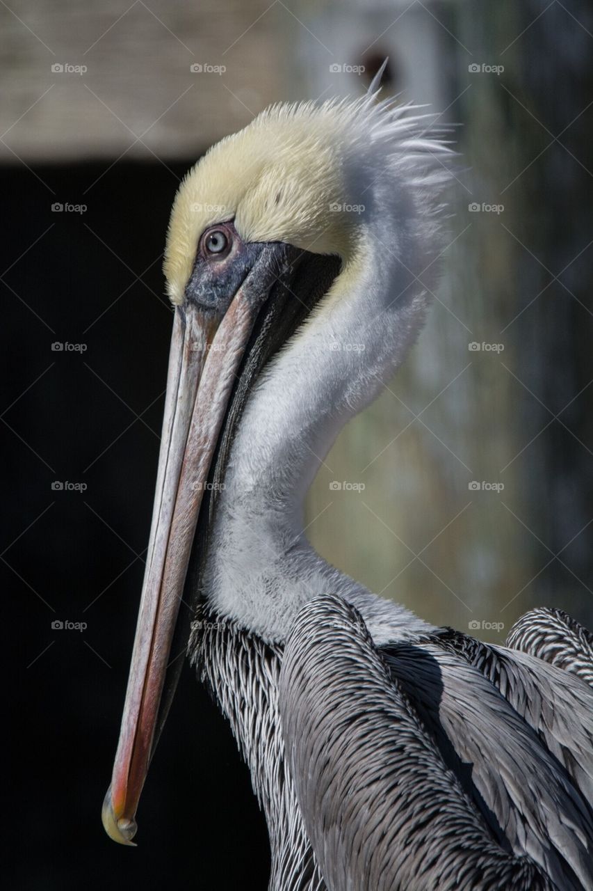 Pelican up close 