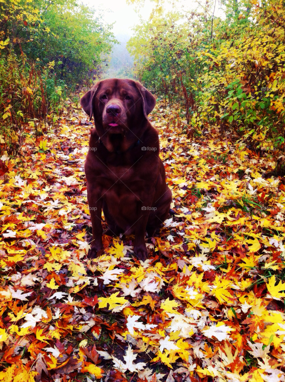 colors fall pooch oak creek wi by doug414