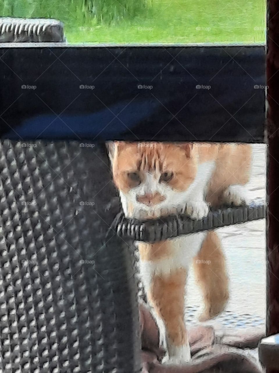 hungry worried cat on an armchair outside