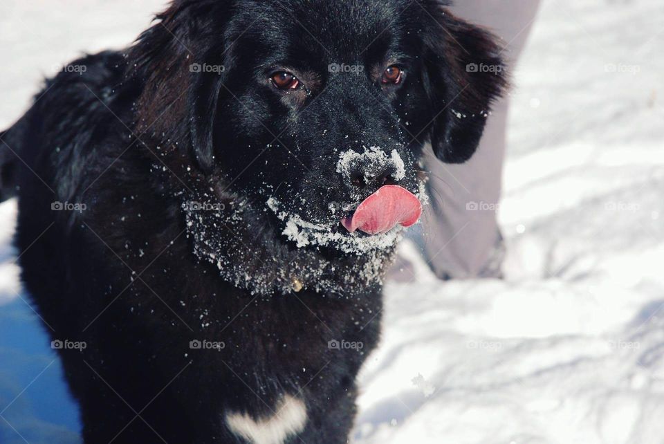 Newfoundland puppy in the snow, tongue sticking out.