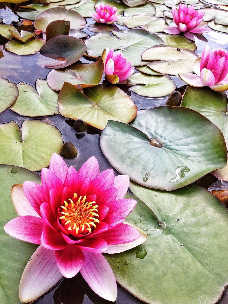 High angle view of water lily on pond