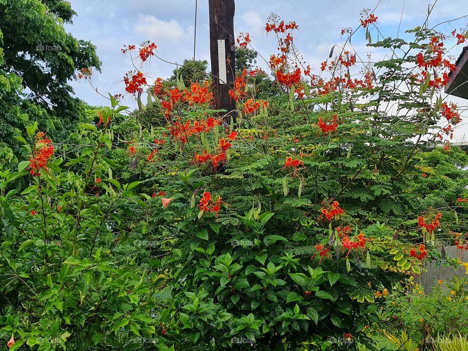 Vibrant orange flowers.Captured this mesmerizing plants inside the resort in Batangas