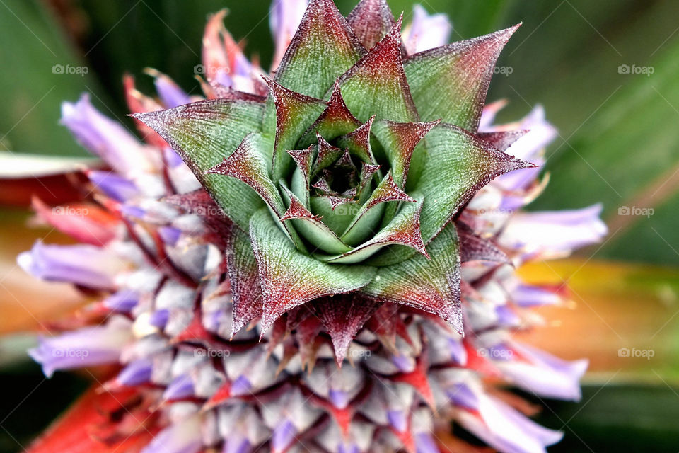 Bokekh effect on a closeup shots of Young Pineapple flower