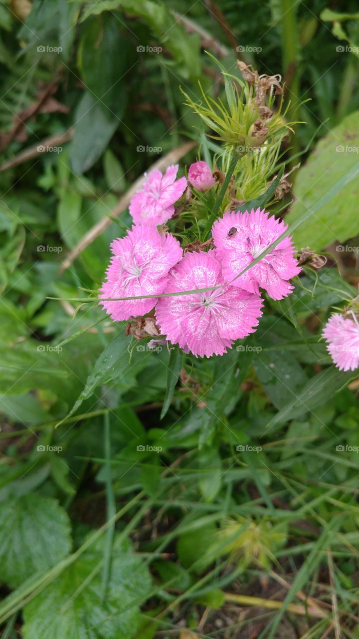 Brilliant Pink Flowers
