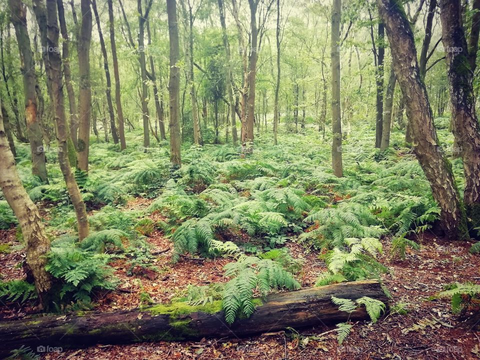 Woodland, Little Budworth Country Park, Cheshire