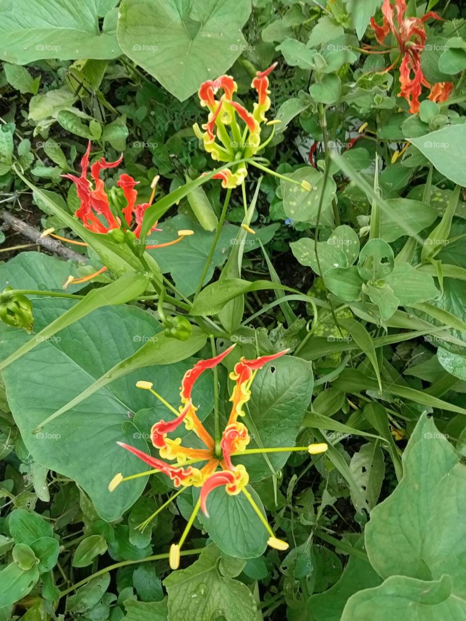 Portrait of a plant.