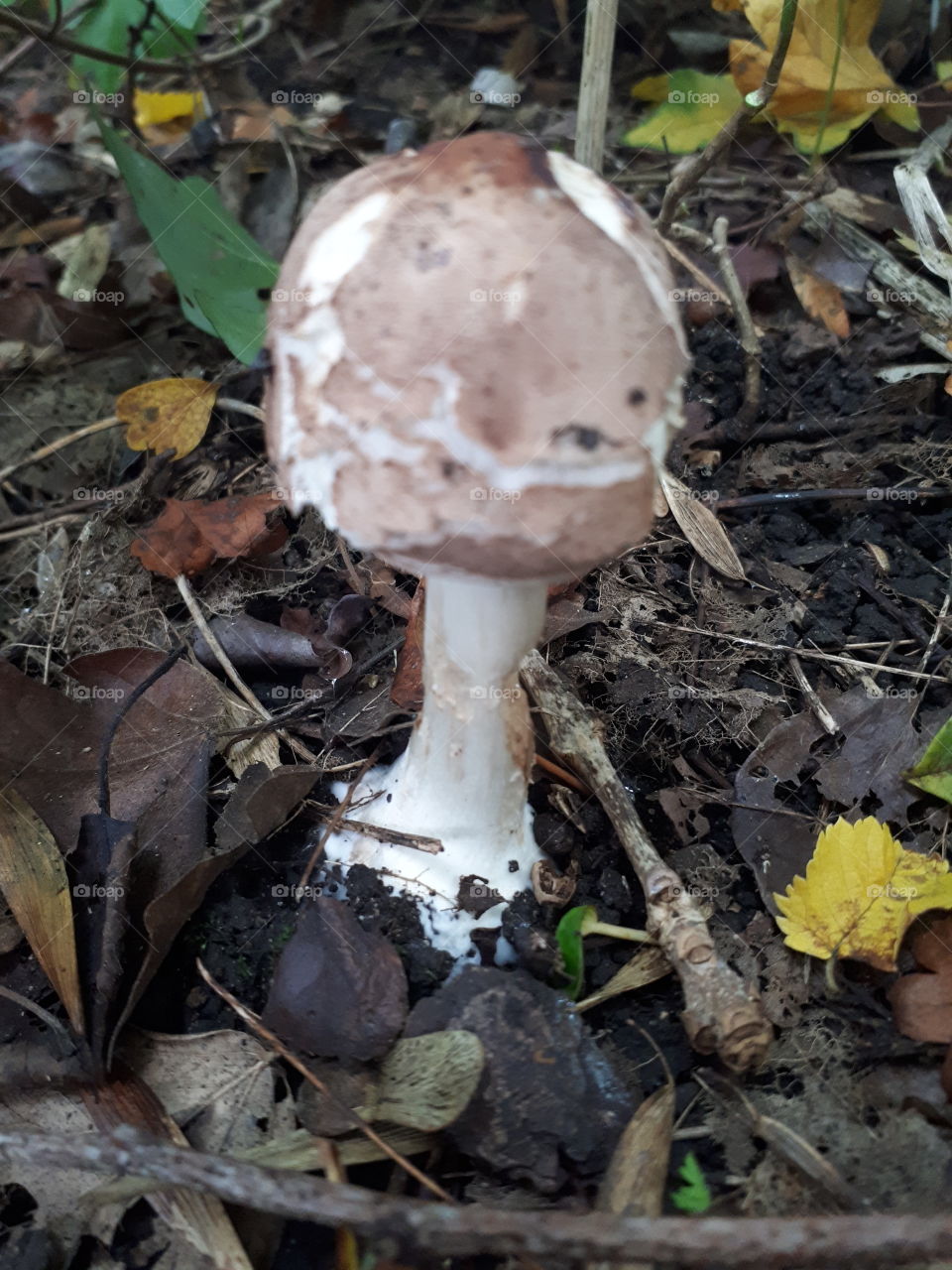 Fungus, Mushroom, Nature, Fall, Toadstool