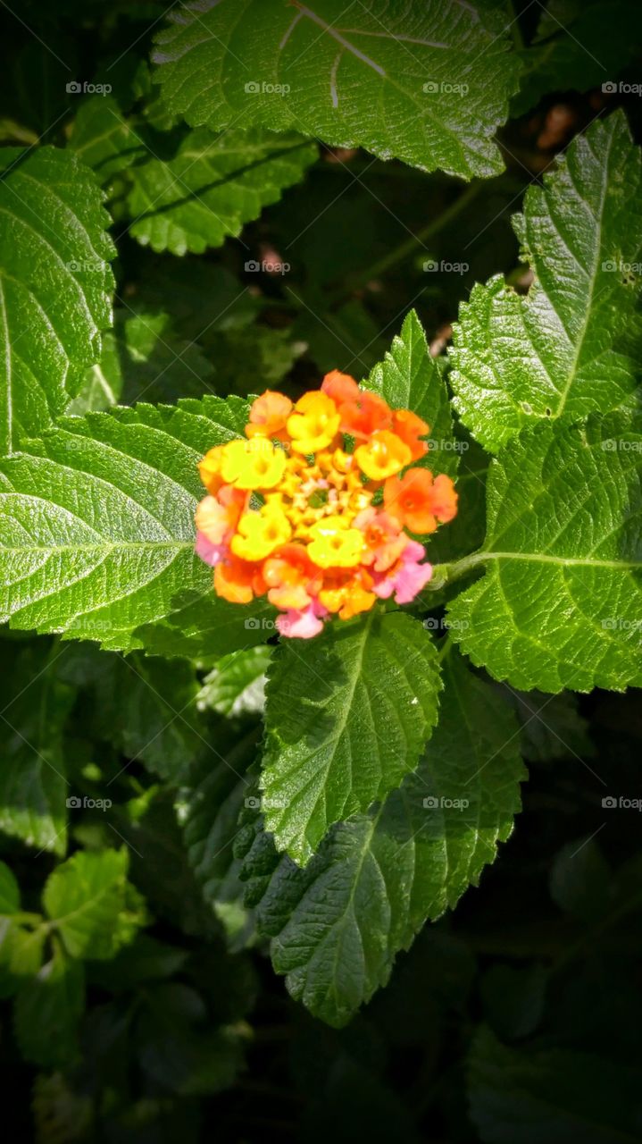 multi bright colored flowers
