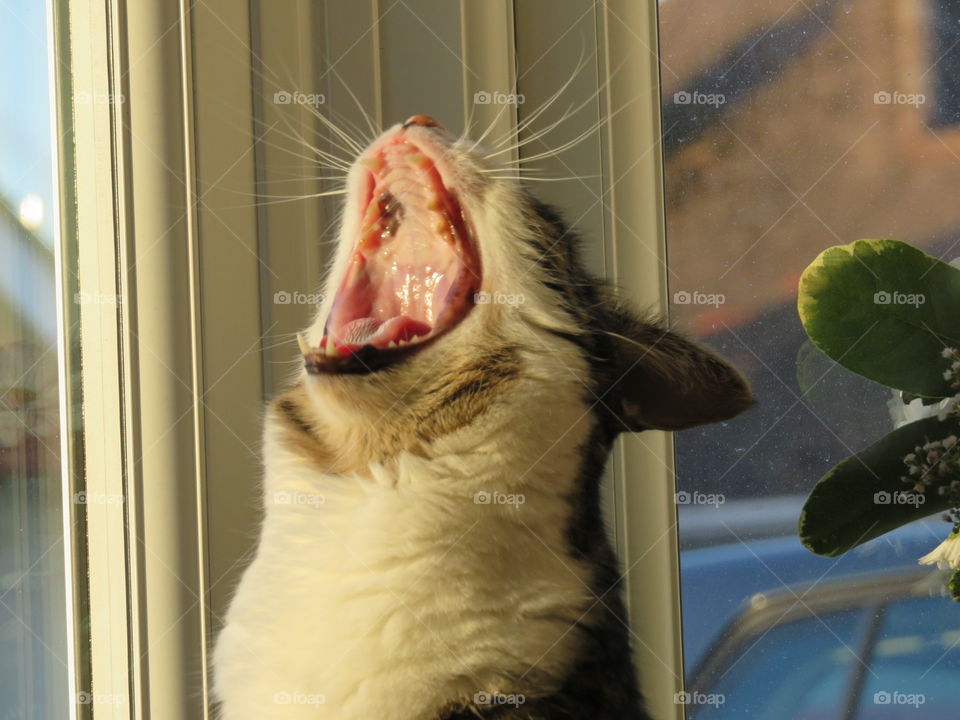 Cat yawn