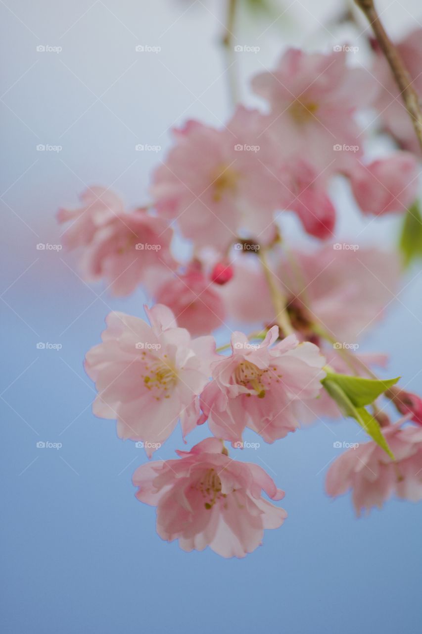 Cherry blossoms in full bloom 