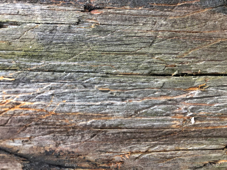 woody background texture