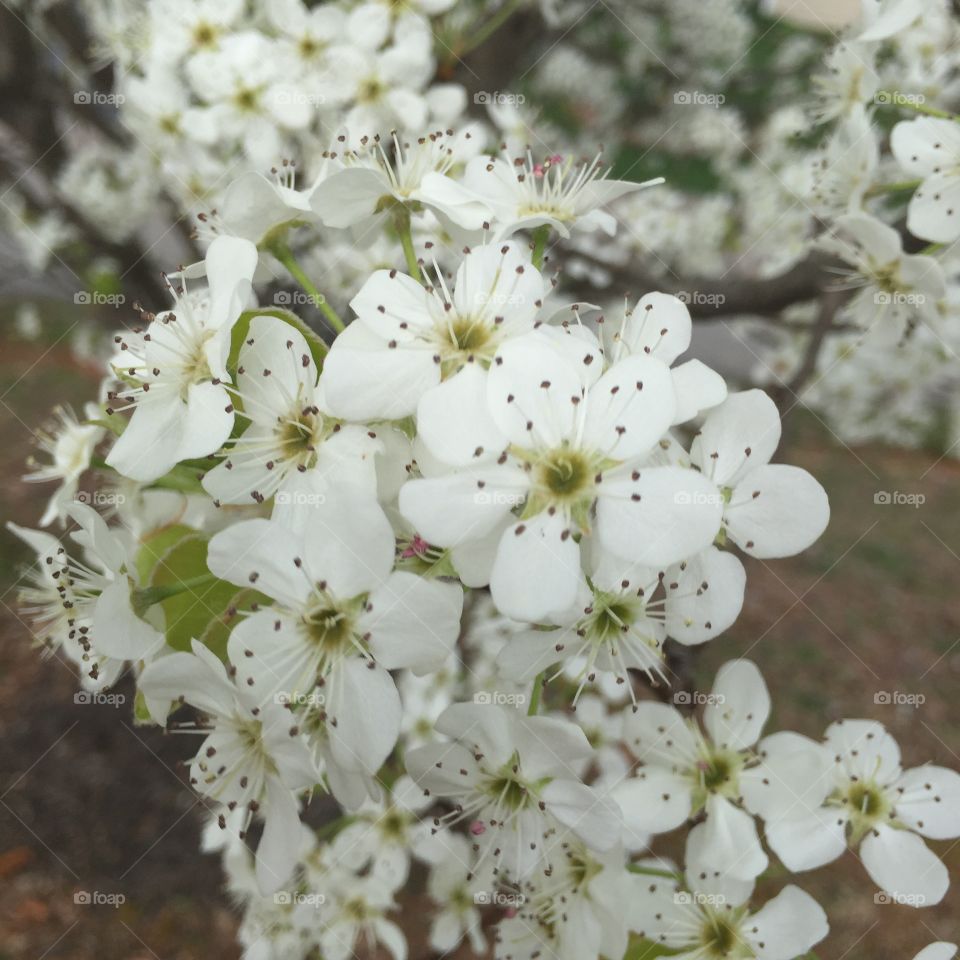 Cherry, Flower, Tree, Flora, Branch