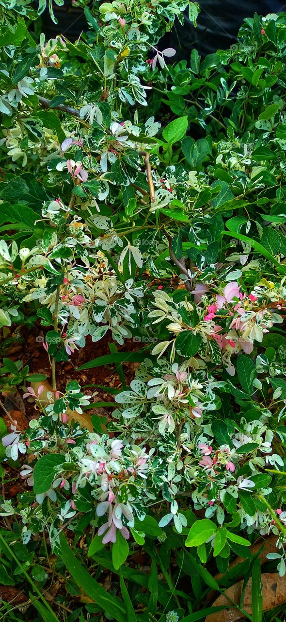 Pithecellobium dulce is a tropical plant that is known as a good bonsai material