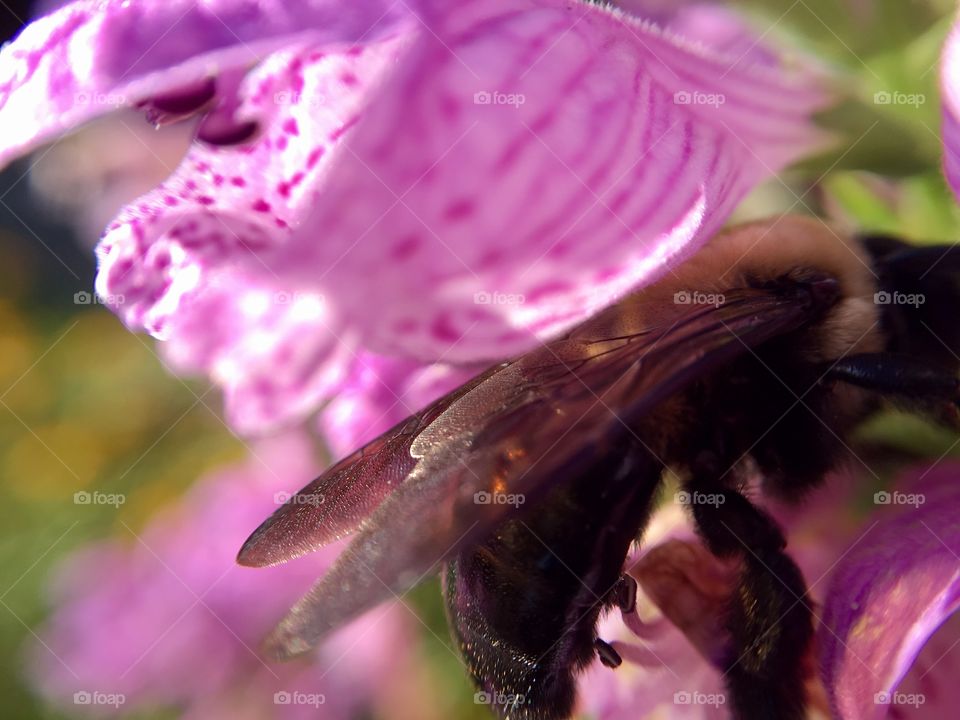 Extreme closeup of bee inside purple flower.