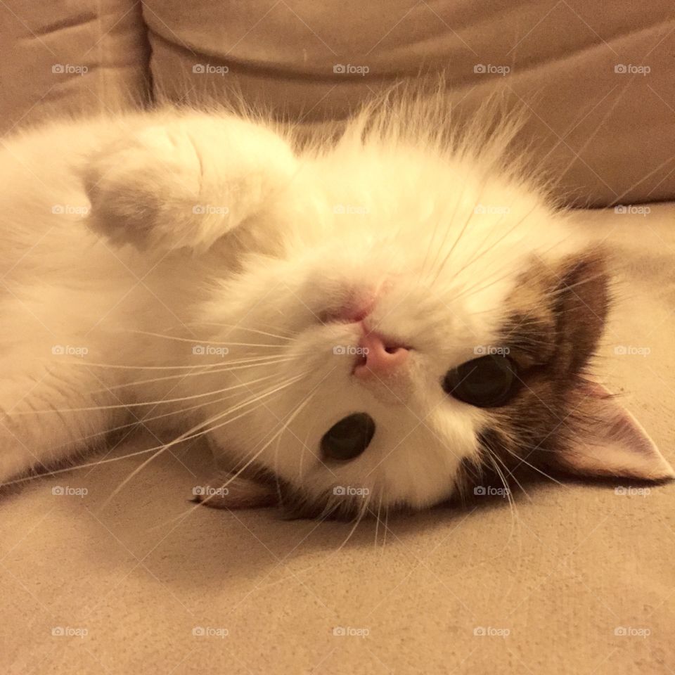 I can see you better now. Luna the cat is chilling on her couch. 