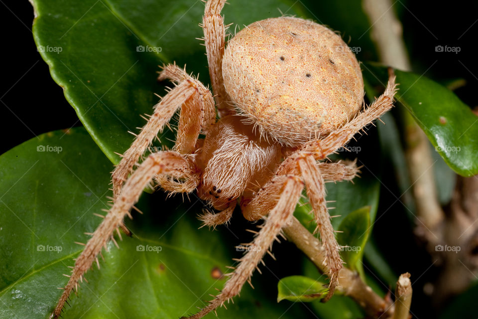 Brown Spider. This is a photograph of a brown spider on green leaves.