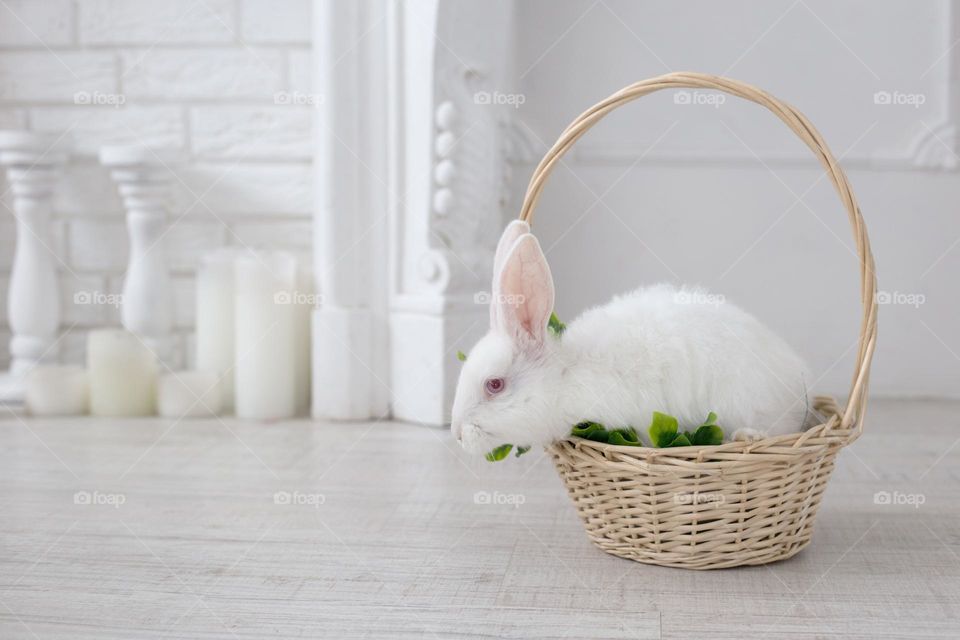 White bunny in the wooden basket in the white room 
