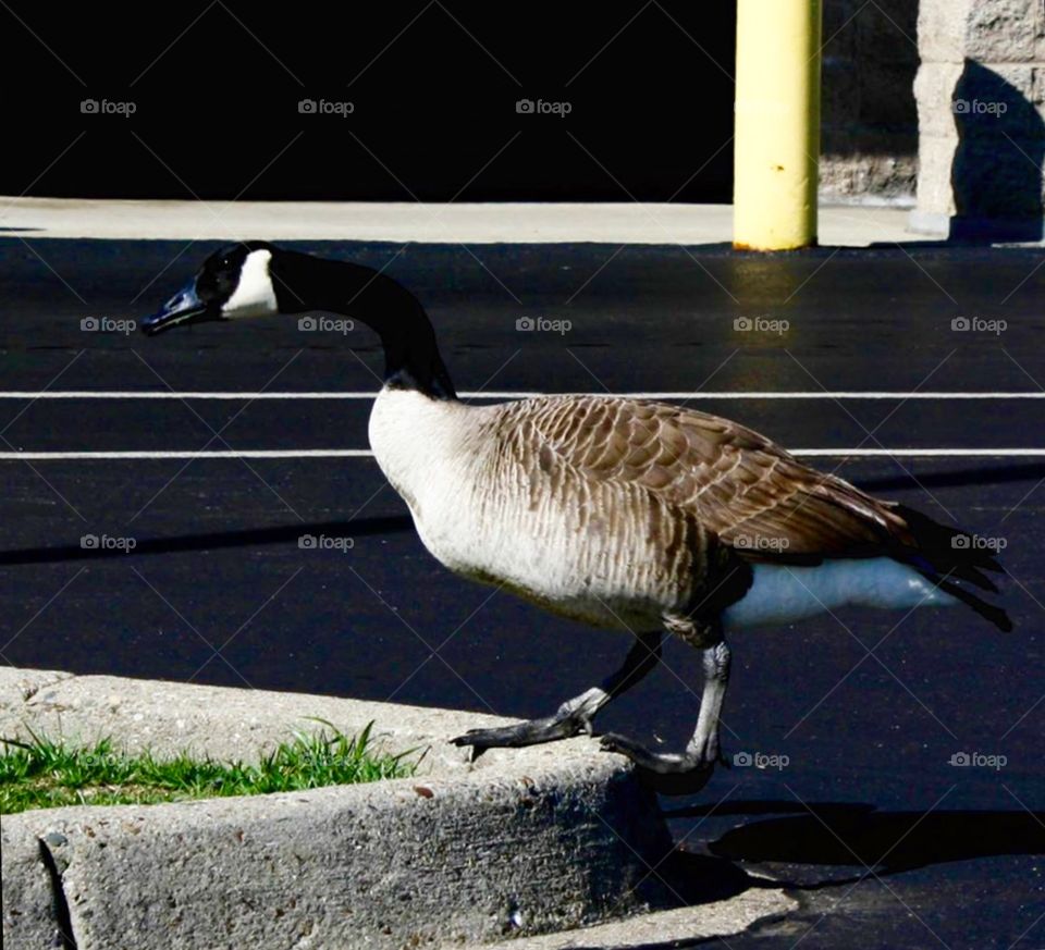 Goose Crossing