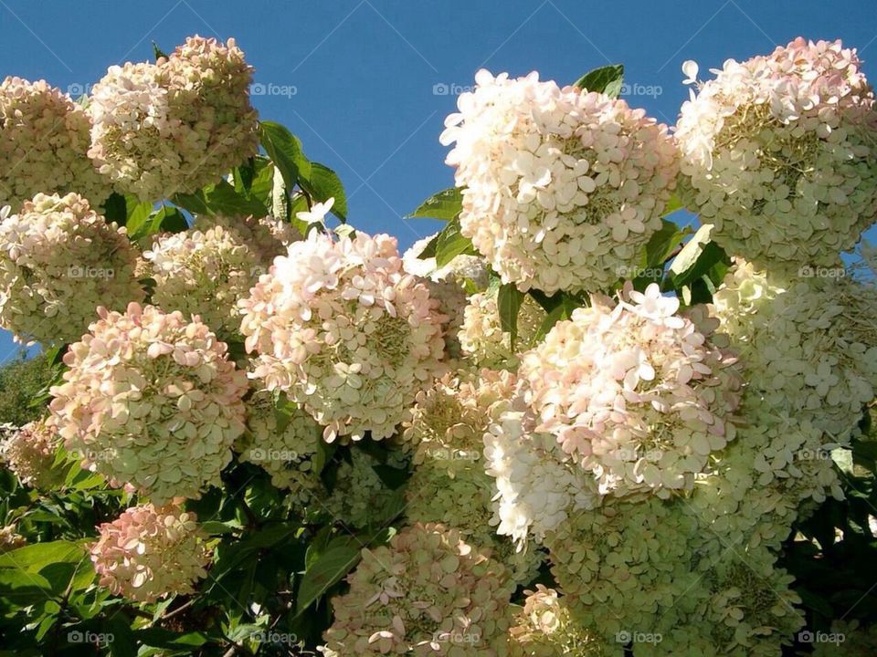 Hydrangea Blossums