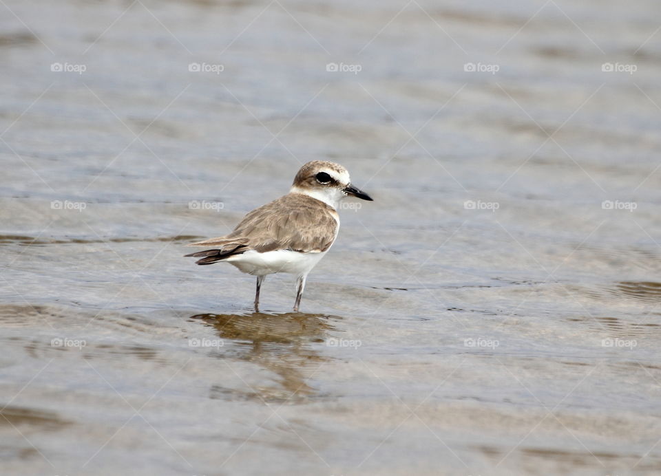 Kentish plover . A category of shorebird for identify as a way easier studied than before . Spending long time for silent to feel the water's of fishpond wave and soliter .