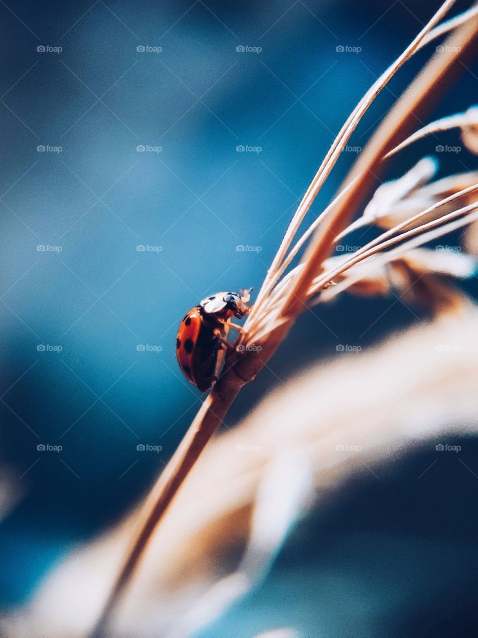 ladybug sitting on dry grass