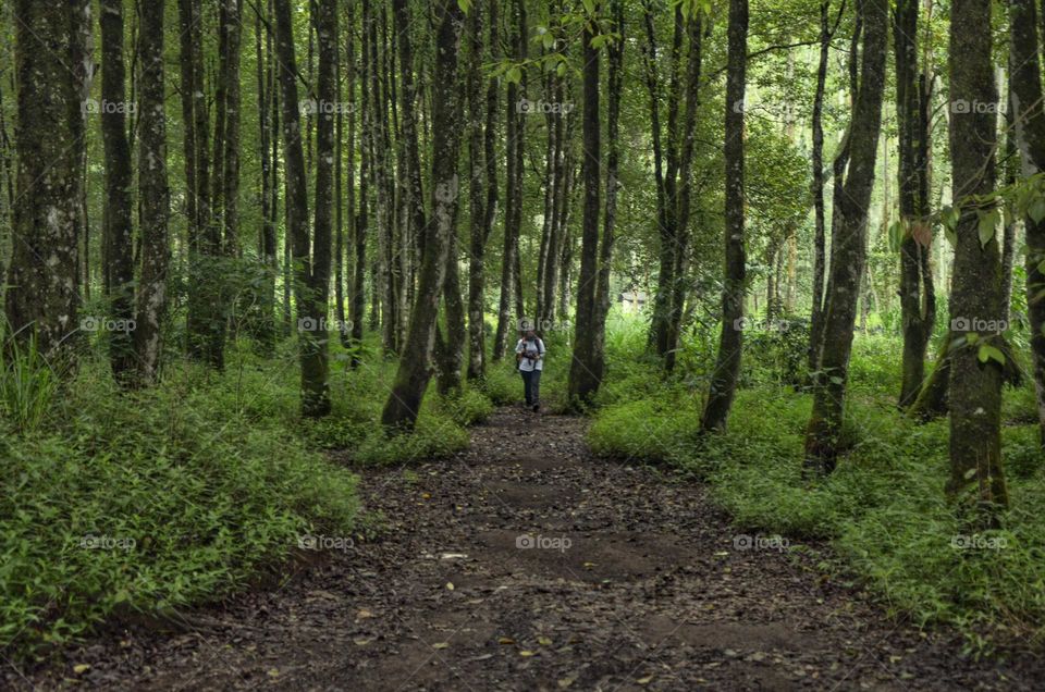 alone in the forest