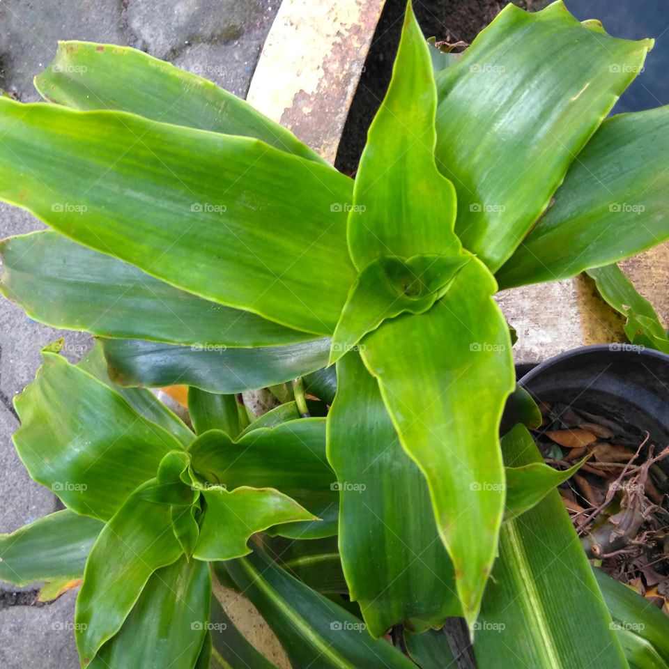 Green plant on the pot