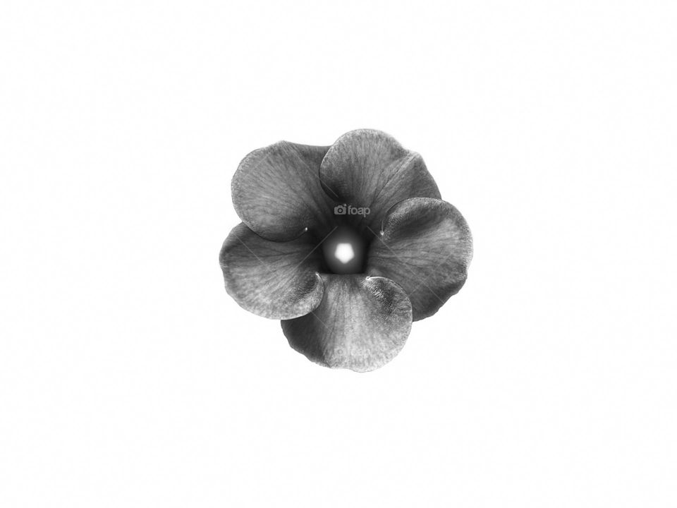 Monochromatic high contrast  - Allamanda flower