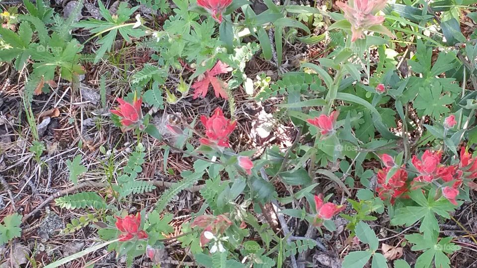 Beautiful wild flowers