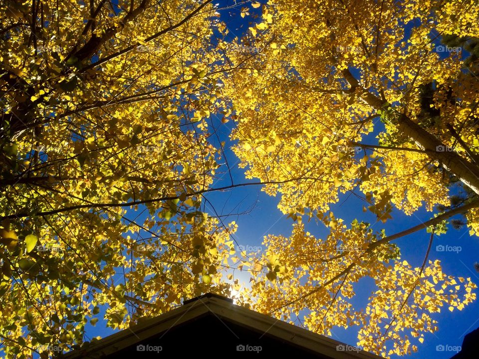 Big Bear leaves 