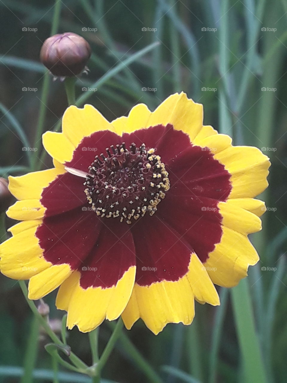 Beautiful yellow flower