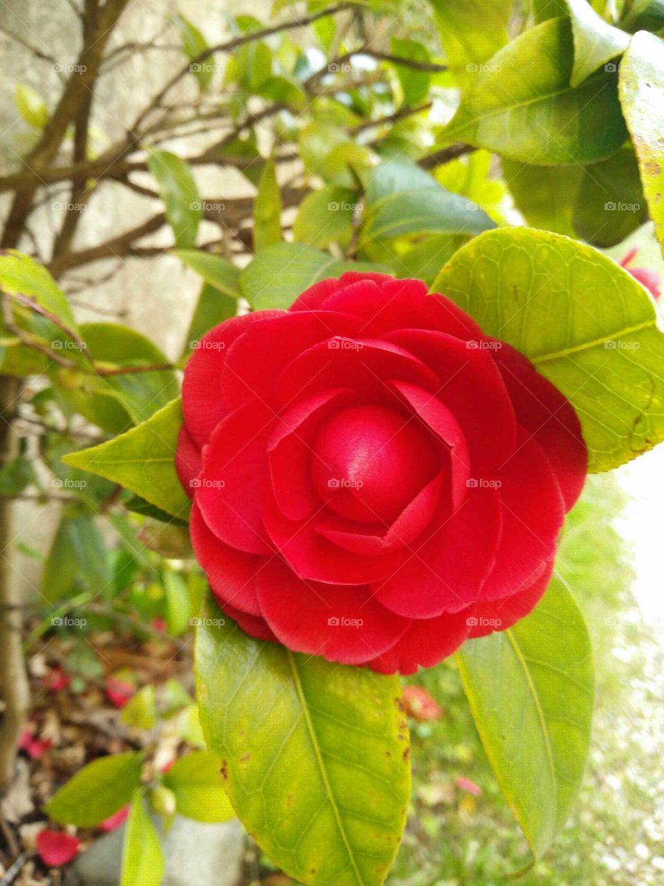 A closeup pic of a colorful flower of japanese camelia plant