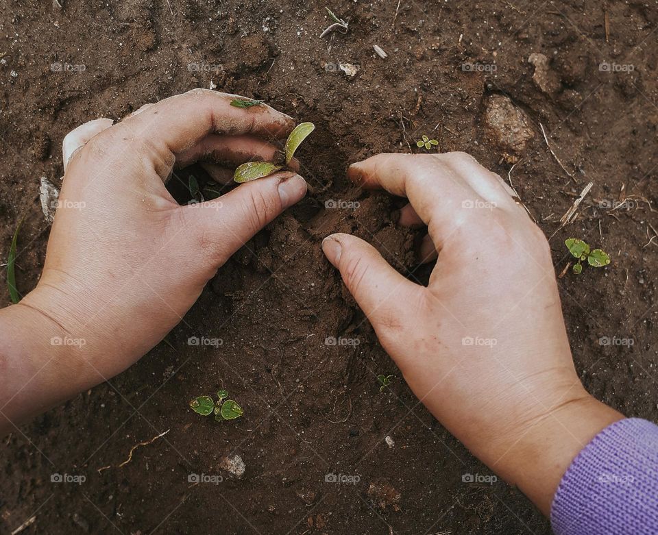 Вирощування овочів