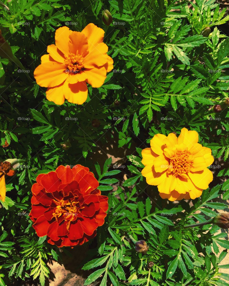 🌼#Flores do nosso #jardim, para alegrar e embelezar nosso dia!
#Jardinagem é nosso #hobby.
🌹
#flowers
#garden
#nature
#flor