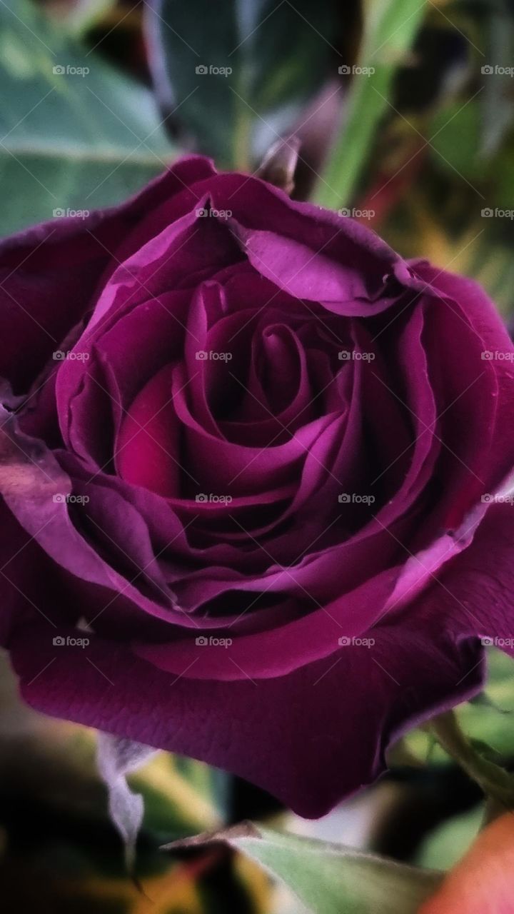 Beautiful strong colors. A rose.