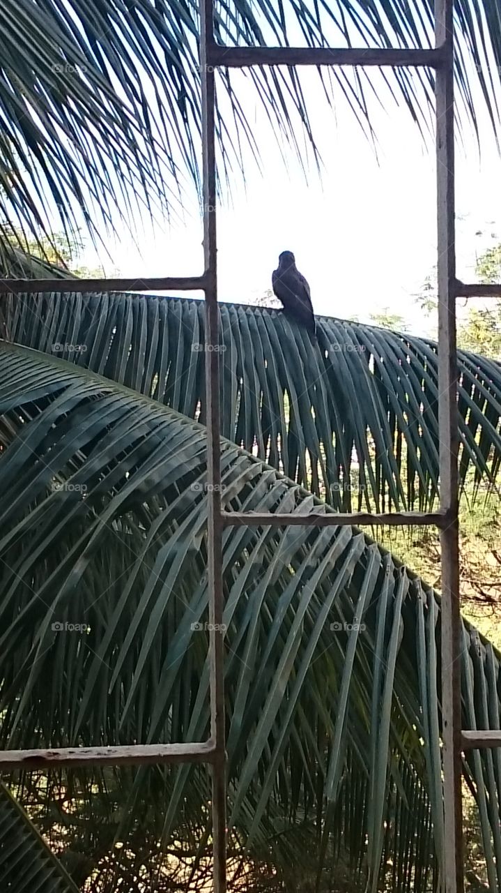 Eagle On Coconut Tree