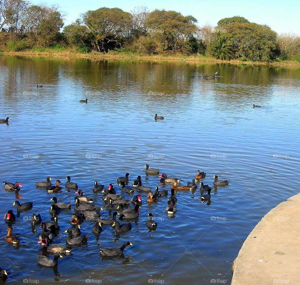 black ducks in the lake