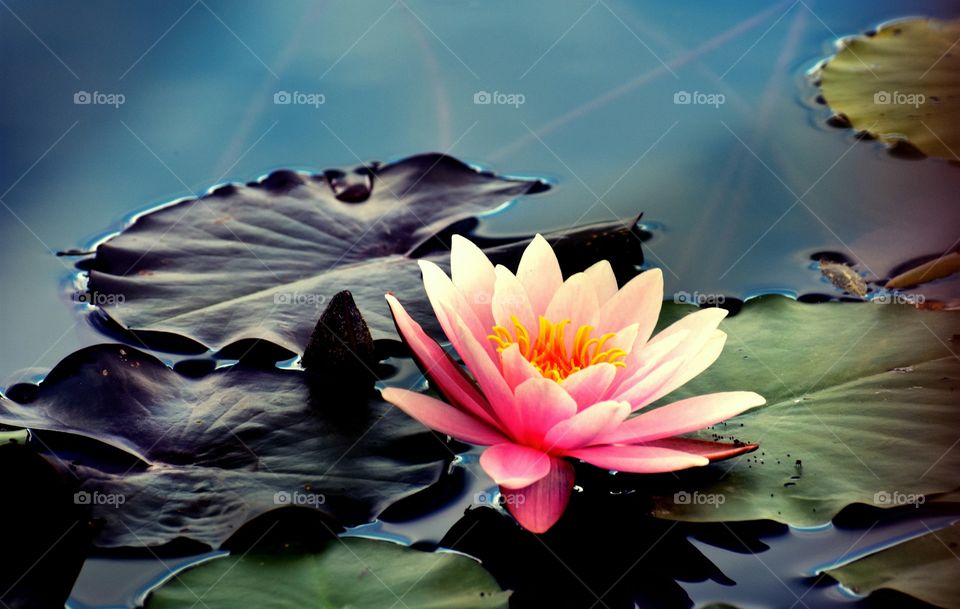 water lily water lily flower Lake pink Bloom summer fall spring fonta Flora Dublin Hilliard Ohio