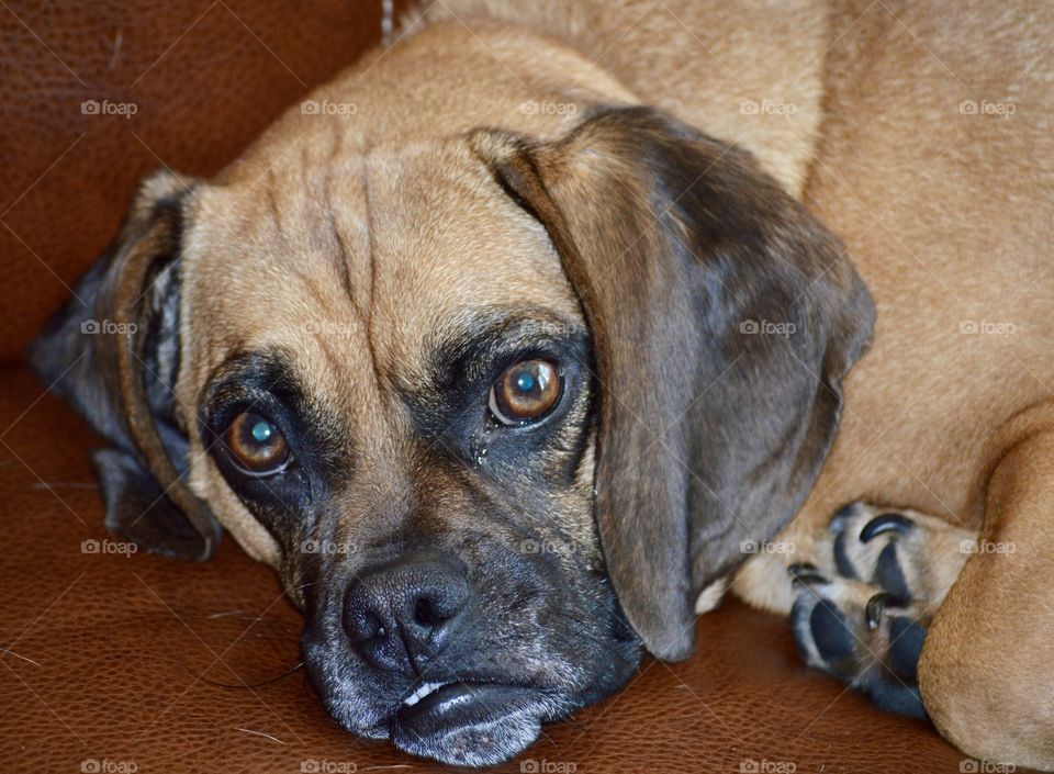 Puggle Chewy