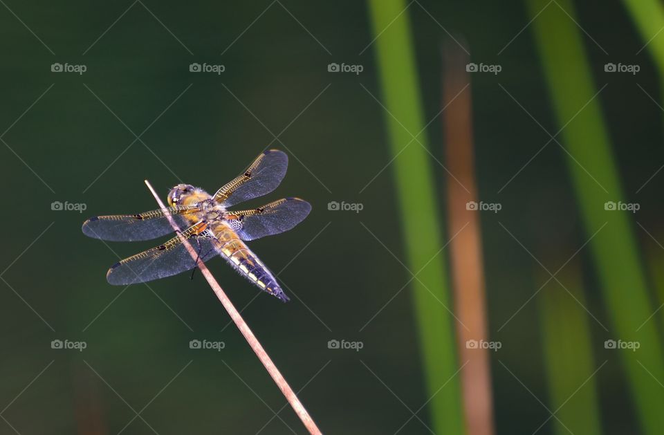 Dragonfly