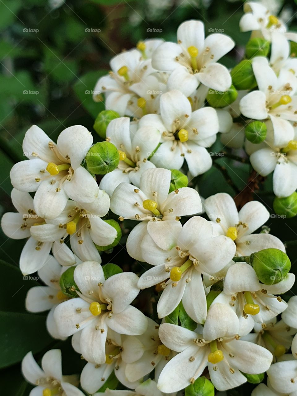 the beautiful flowers