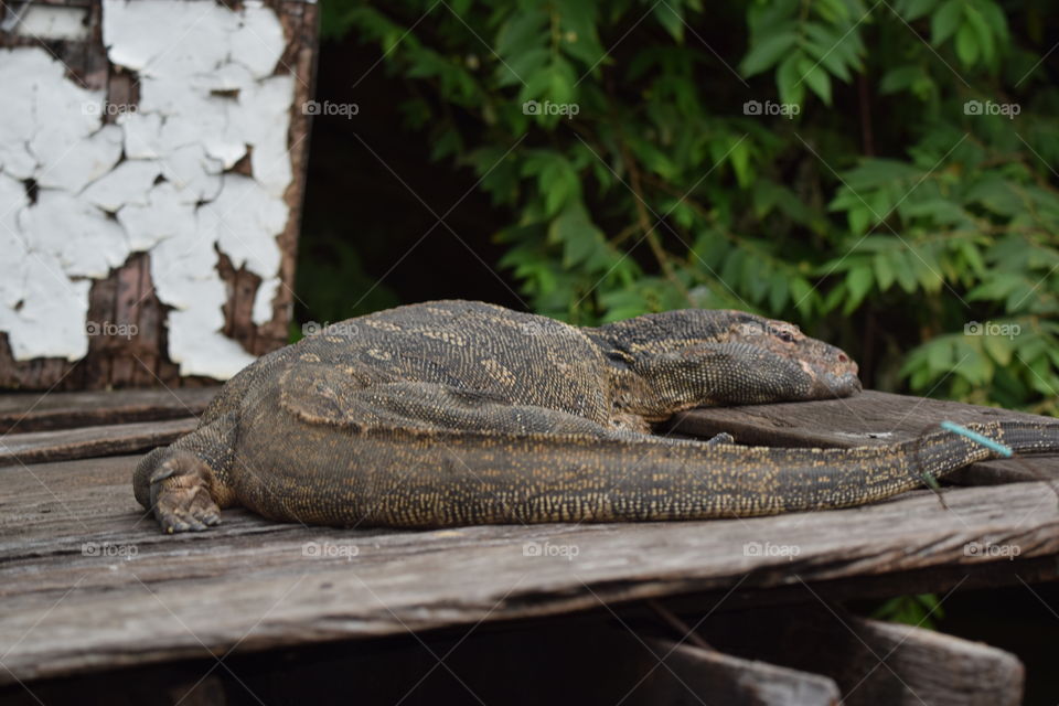 monitor lizard thailand