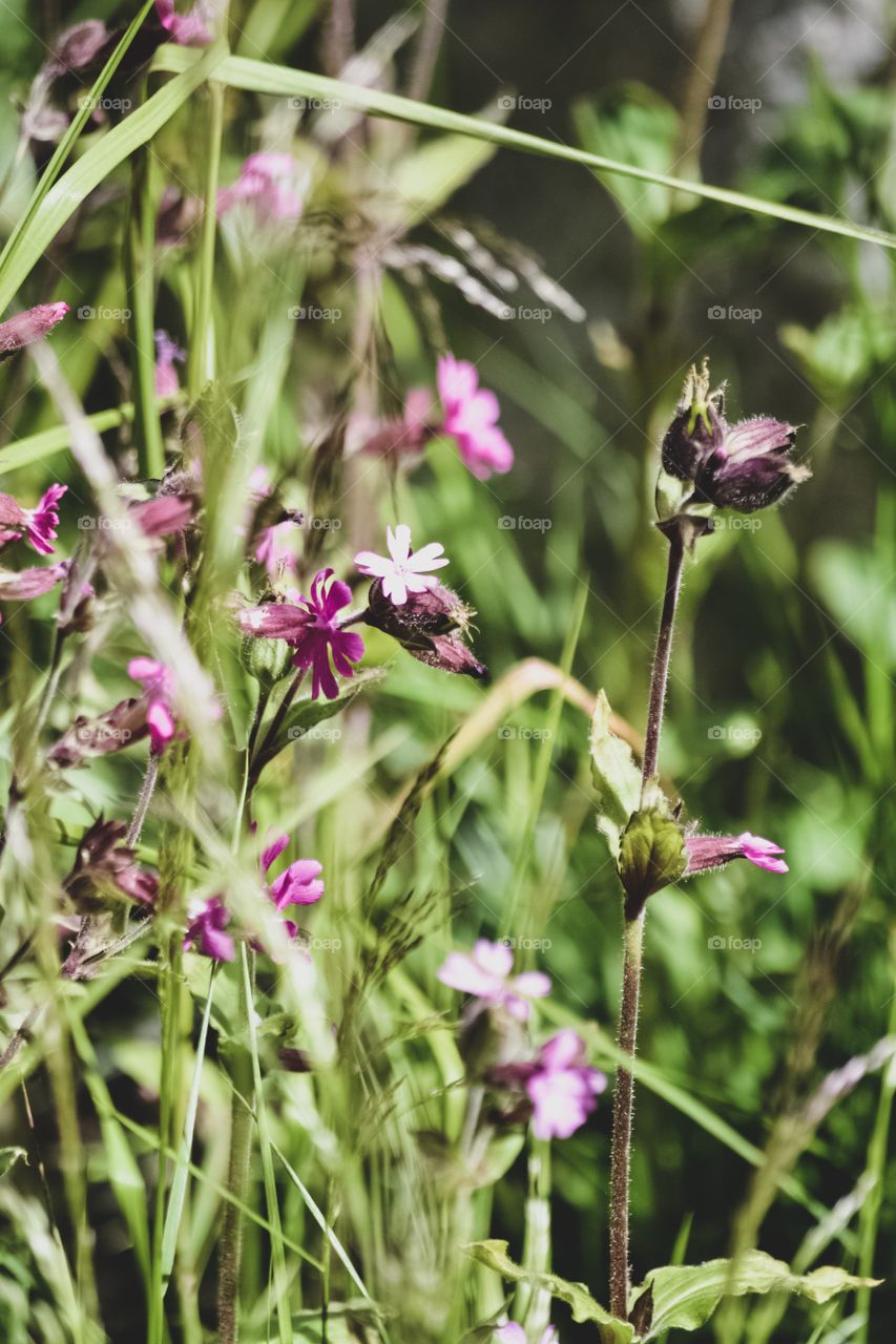 Pink flowers